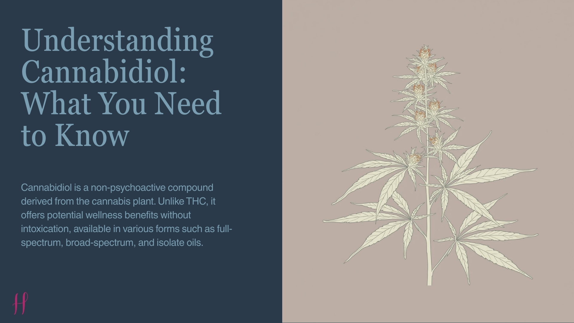 Cannabis plant illustration explaining cannabidiol as a non-psychoactive compound used for wellness support